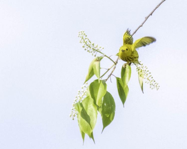 The Monastic Way June 2022 Issue by Joan Chittister