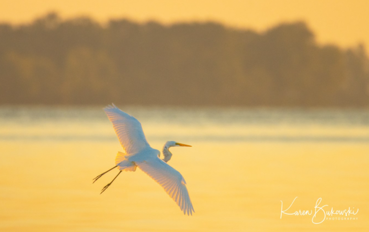 Heron