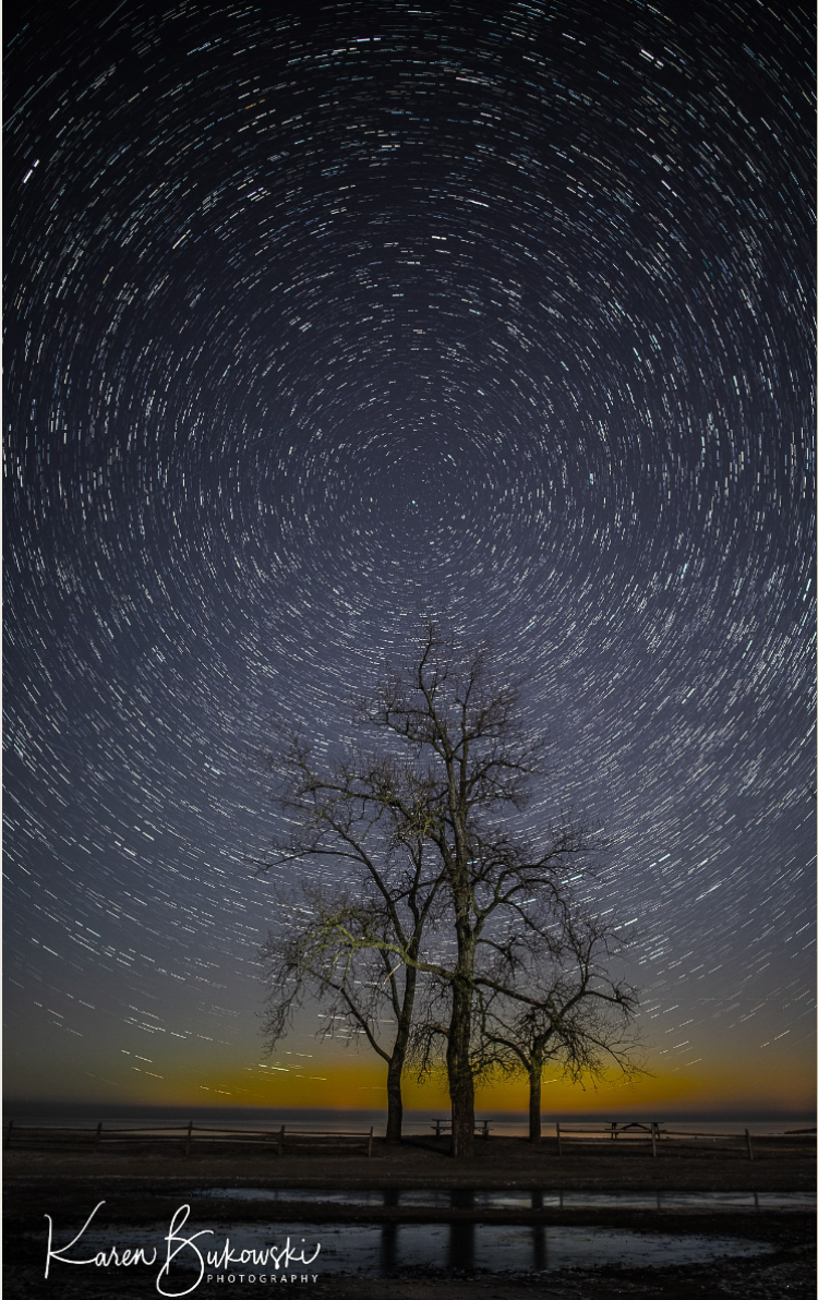 trees at night