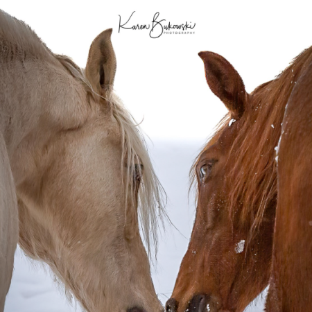 Two horses