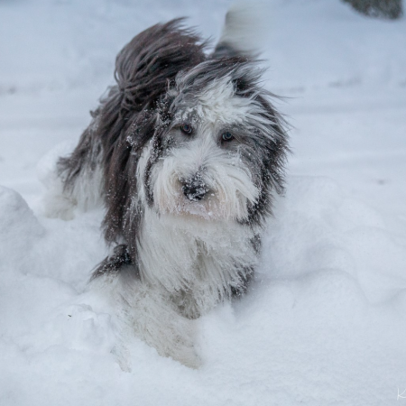 Dog in snow