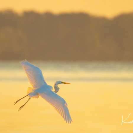 Heron