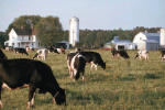 Cows in field