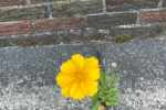Flower in concrete