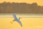 Heron