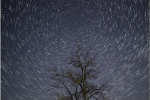 trees at night